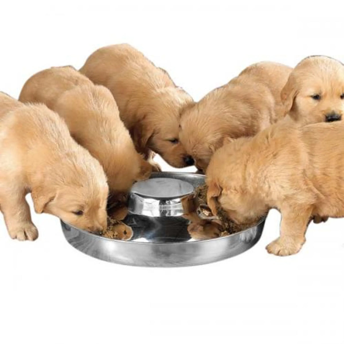 ProSelect 11 Inch Stainless Steel Puppy Litter Feeder Dish, 50oz Raised Center Multi-Puppy Food Bowl for Puppy Litters