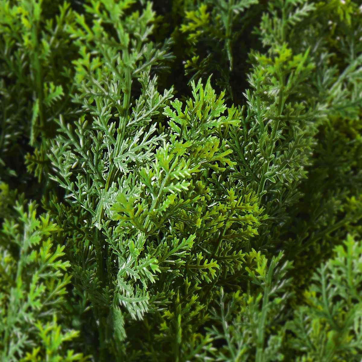 2 Pack 4' Artificial Cedar Topiary Tree Faux Plant UV Decor In/Outdoor