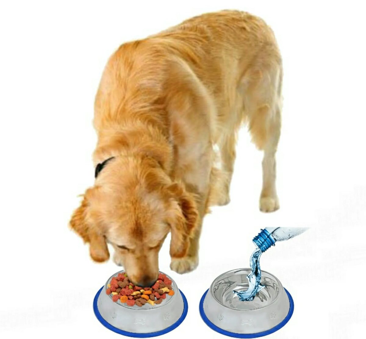 Etched Stainless Steel Dog Bowl, Pet Food Water Bowl with Non-Slip Blue Silicone Base