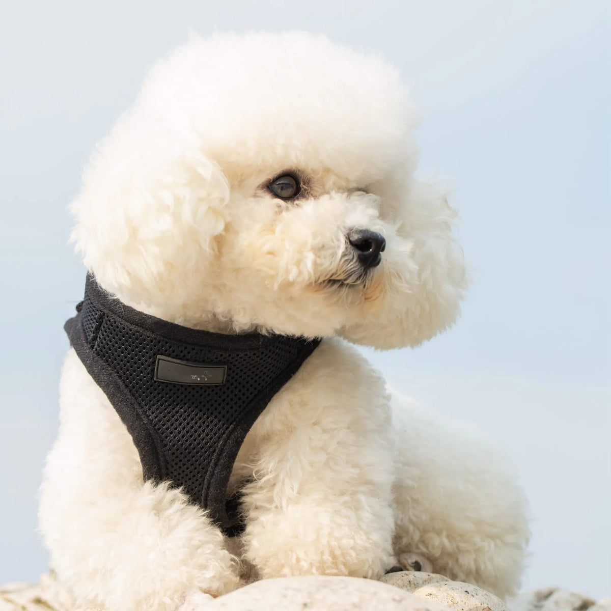 Black PupTrek Soft Mesh Step-In Pet Harness Vest, No-Choke Vest Harness for Small Dogs & Cats, Adjustable Lightweight Walking Harness