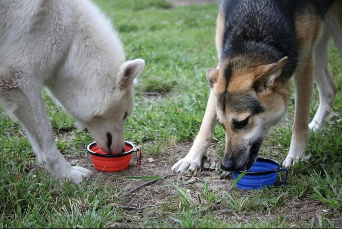 Blue Silicone Collapsible Pet Travel Bowl, Portable Foldable Dog Cat Feeding Water Bowl for Outdoor Camping Walking