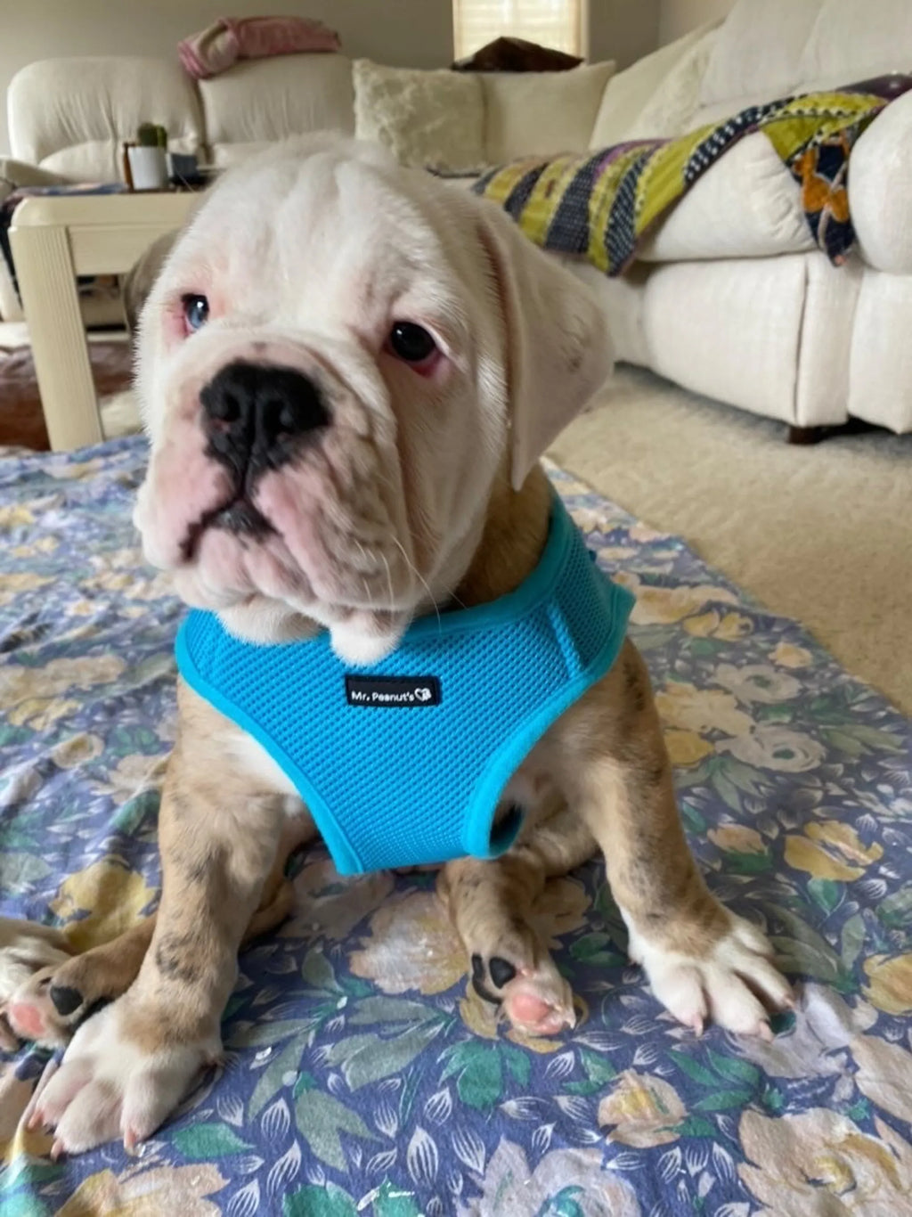 Blue  PupTrek Soft Mesh Step-In Pet Harness Vest, No-Choke Adjustable Walking Harness for Small Dogs & Cats, Lightweight Comfort Vest