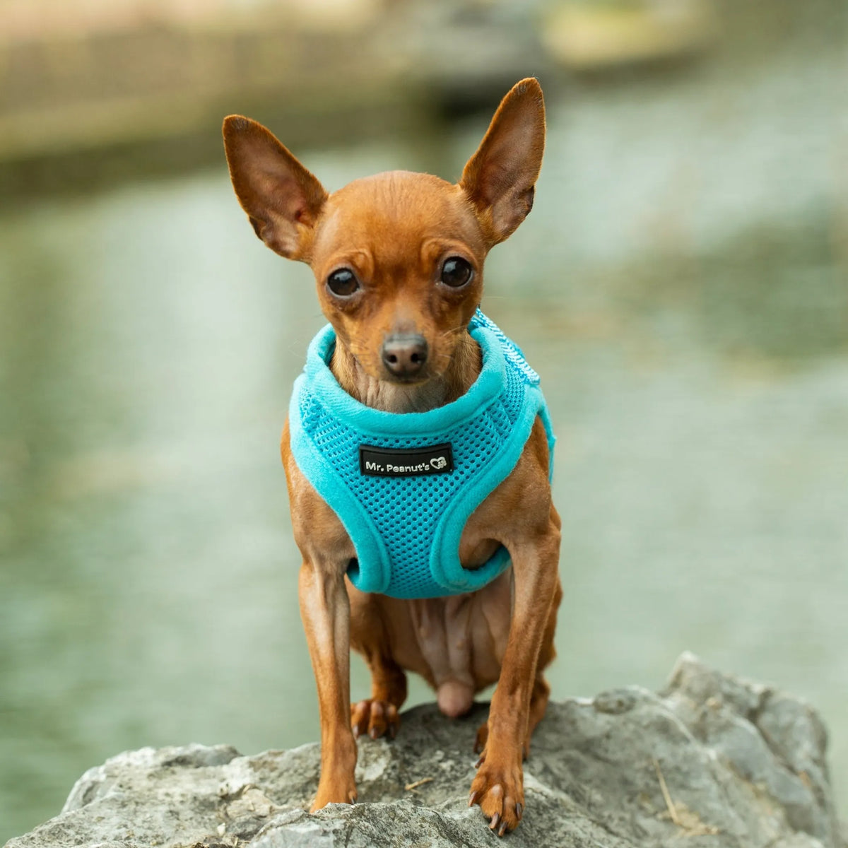 Blue  PupTrek Soft Mesh Step-In Pet Harness Vest, No-Choke Adjustable Walking Harness for Small Dogs & Cats, Lightweight Comfort Vest