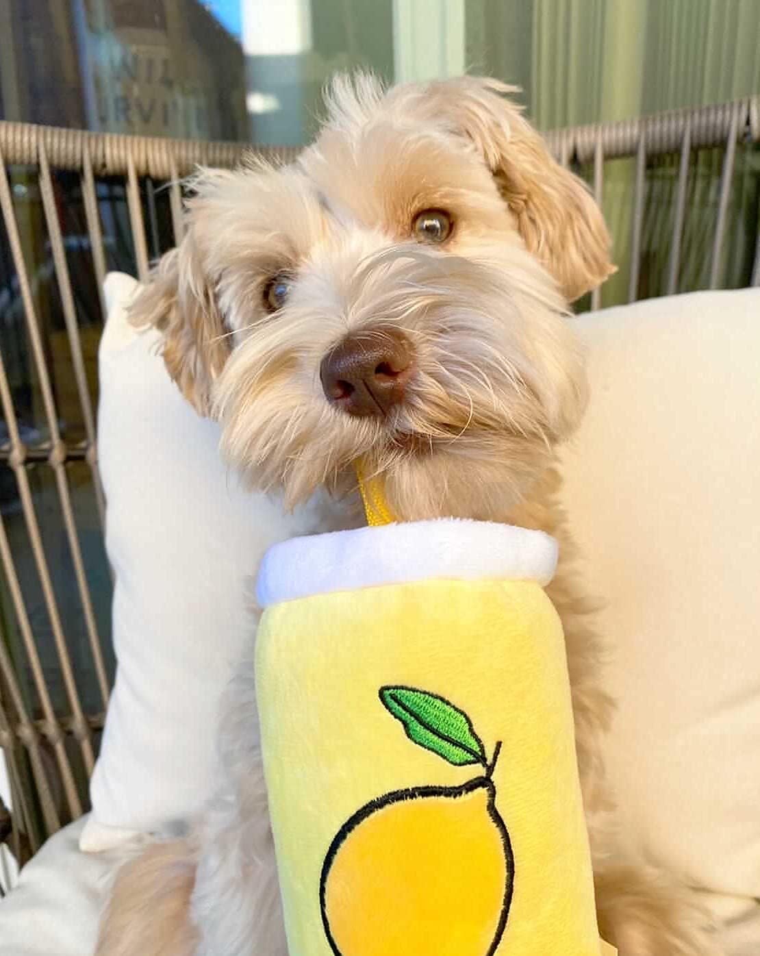 ZippyPaws Crinkle Plush Cute Dog Toys, Popsicle, Watermelon, Lemonade (Summertime Combo)
