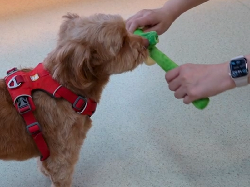 Interactive Puppy Plush Toy - Pleated Flower Rope Toy,Teething Toy Suitable for Small and Medium-sized Dogs