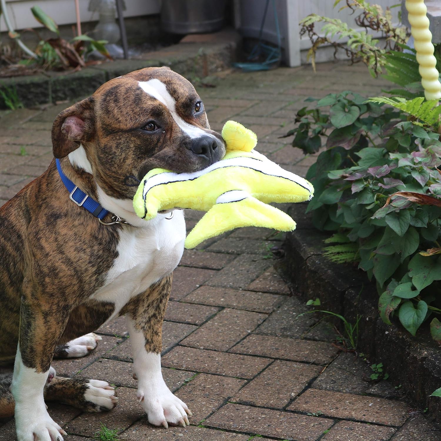 Snuggle Puppy Tender-Tuffs - Angelfish Plush Toy for Big Dogs - Puncture Resistant Squeaker - Durable Stuffed Animal Plush to Keep Them Busy