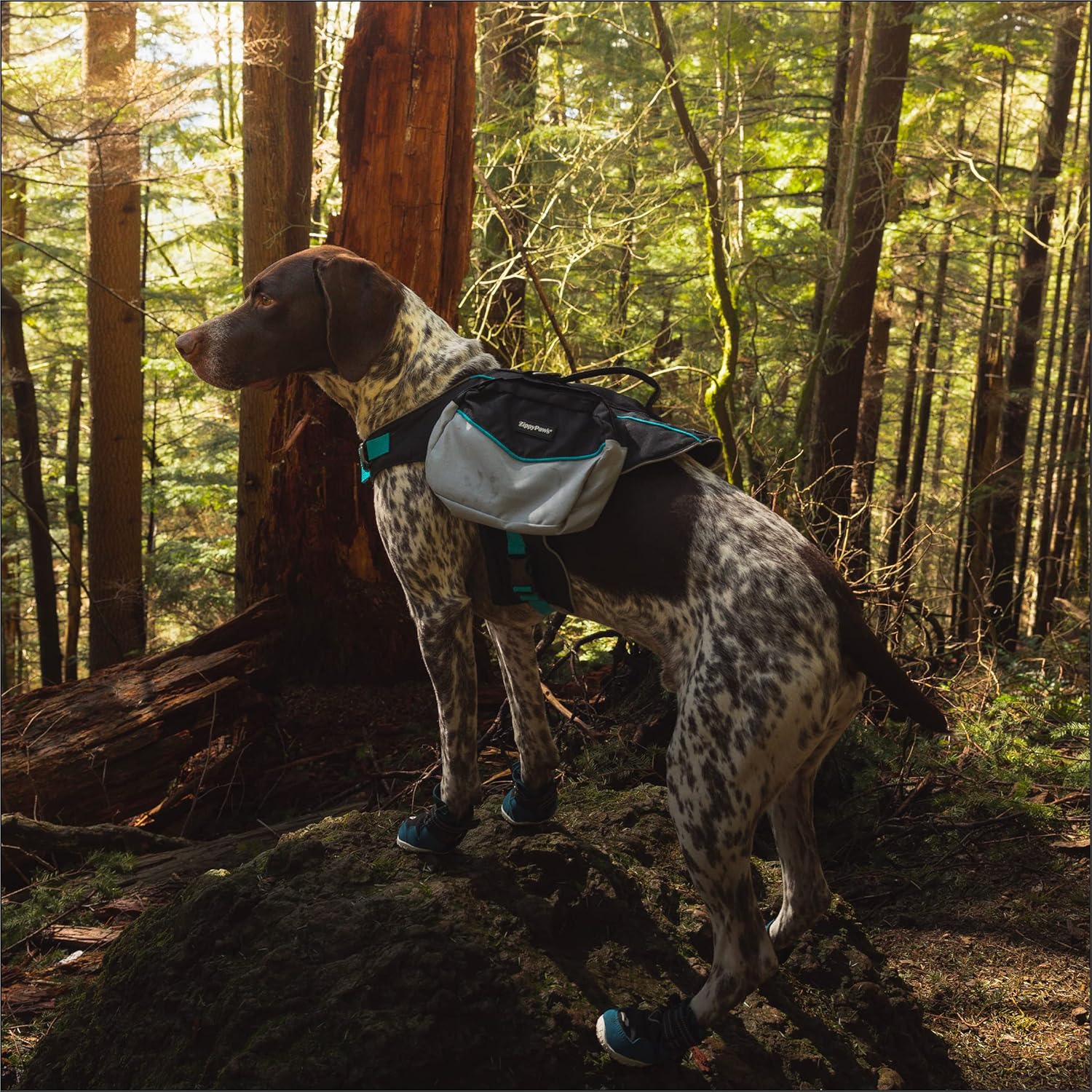 ZippyPaws Adventure Boots - Dog Shoes for Paw Protection from Hot and Cold, Dog Booties for Winter & Summer, Dog Shoes for Large & Small Dogs - Teal, M - Size 5