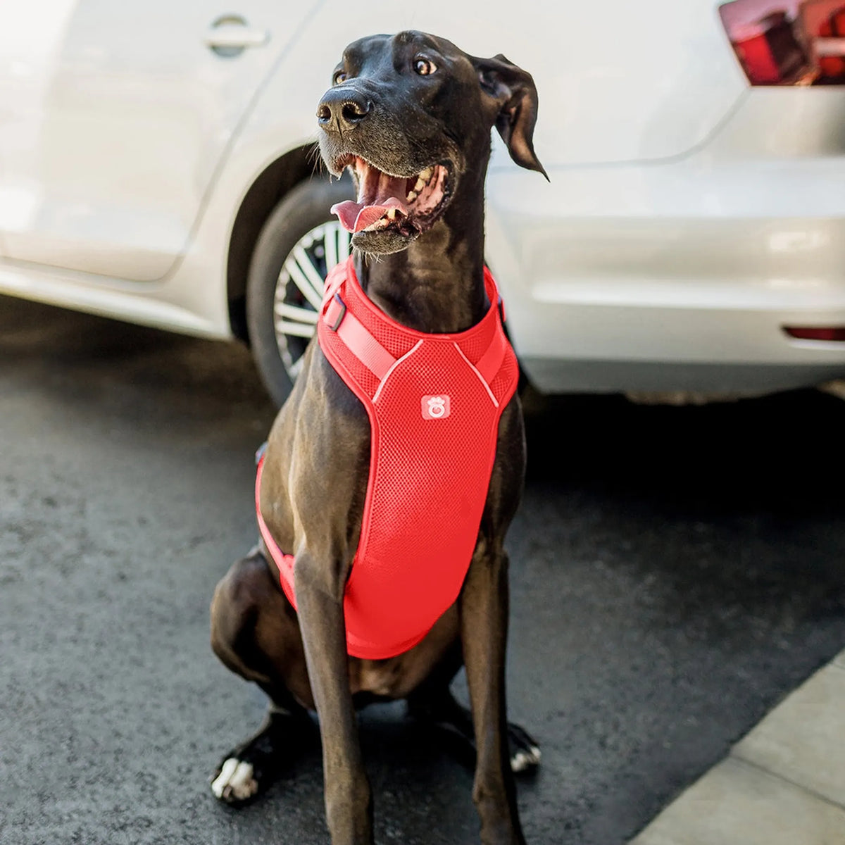 Pet Travel Dog Harness, Adjustable Padded Safety Car Harness, Dual Purpose Vehicle Restraint & Daily Walking Vest for Dogs