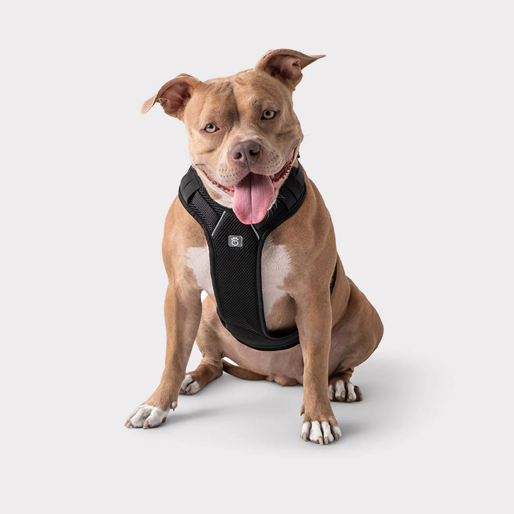 Pet Travel Dog Harness , Black XS Adjustable Safety Car Harness, Dual Use for Vehicle Travel & Daily Walking