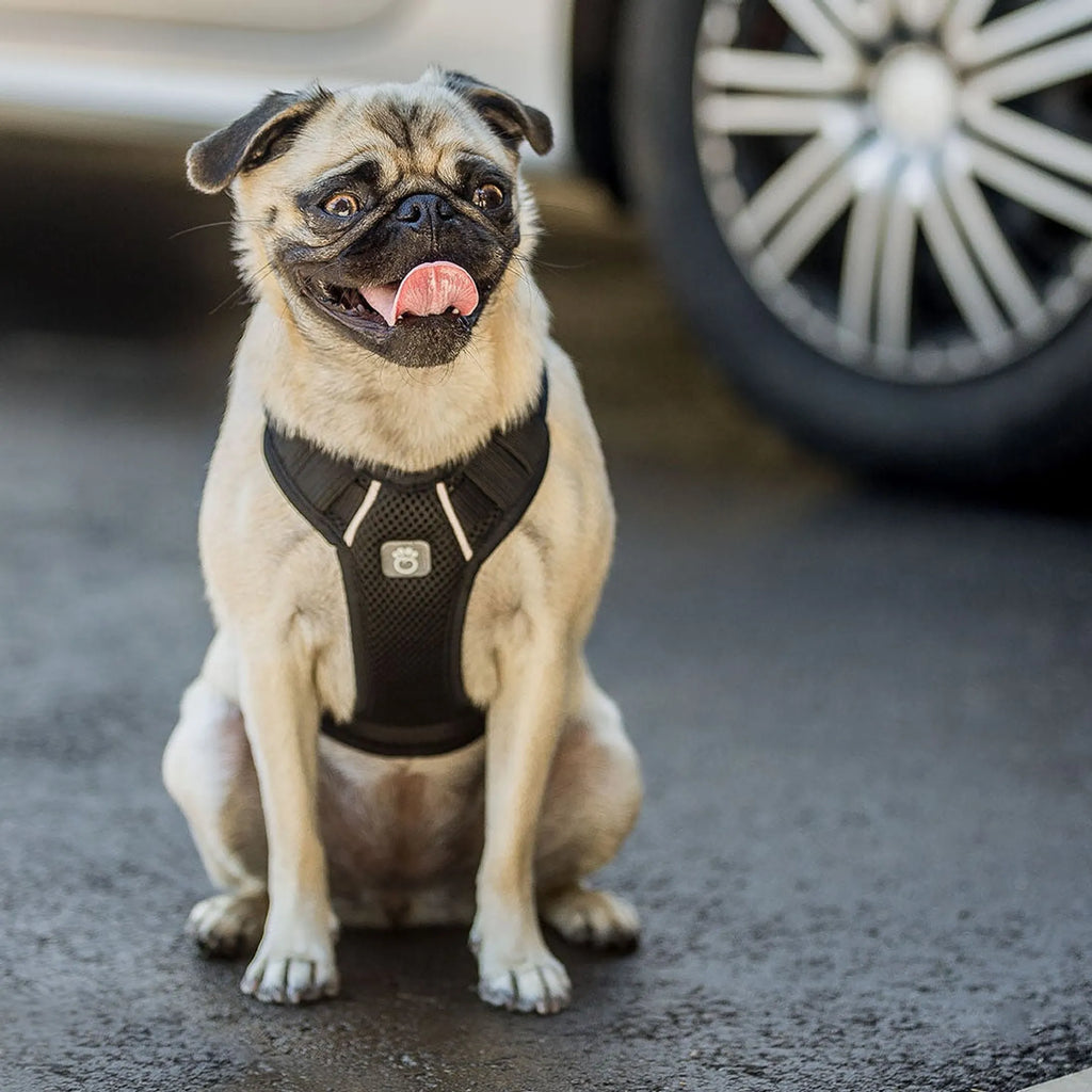 Pet Travel Dog Harness , Black XS Adjustable Safety Car Harness, Dual Use for Vehicle Travel & Daily Walking