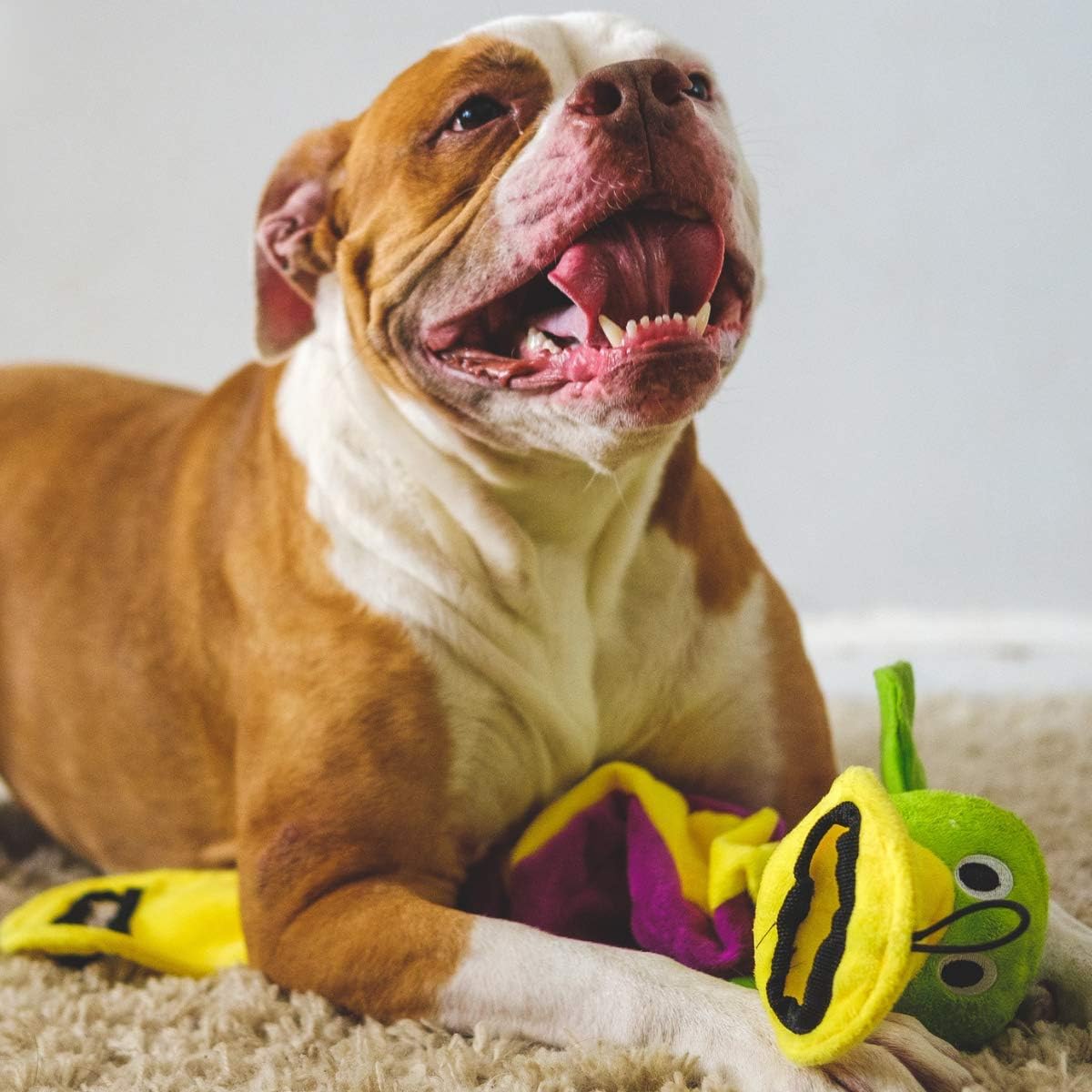 SmartPetLove Tender-Tuffs Platypus Tug Plush Dog Toy - Squeaky and Interactive Tug-of-War Dog Toy for Small to Large Dogs