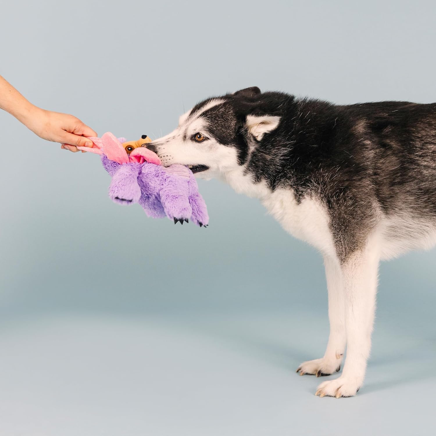 Fringe Studio Plush Dog Toy, I'll Grow On You, Pet Shop Collection (314199)