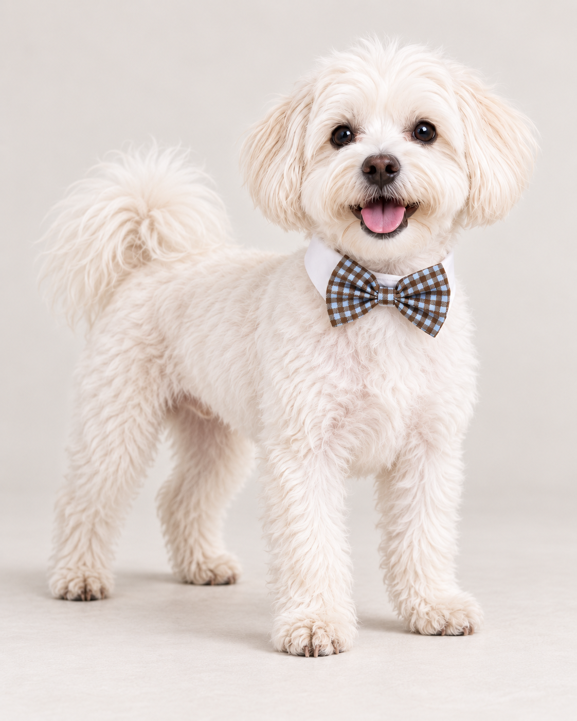 Pet Bow Tie Collar for Dogs, Brown and Blue Gingham Bow with White Collar Band, Dress-Up Neck Accessory for Small Pets