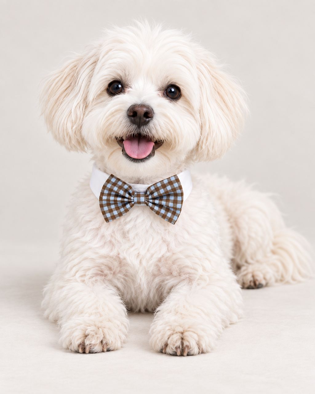 Pet Bow Tie Collar for Dogs, Brown and Blue Gingham Bow with White Collar Band, Dress-Up Neck Accessory for Small Pets