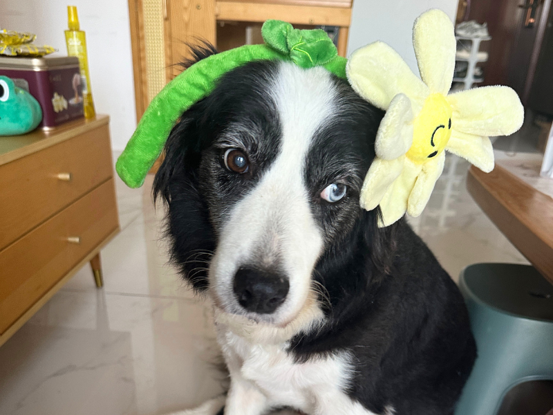 Interactive Puppy Plush Toy - Pleated Flower Rope Toy,Teething Toy Suitable for Small and Medium-sized Dogs