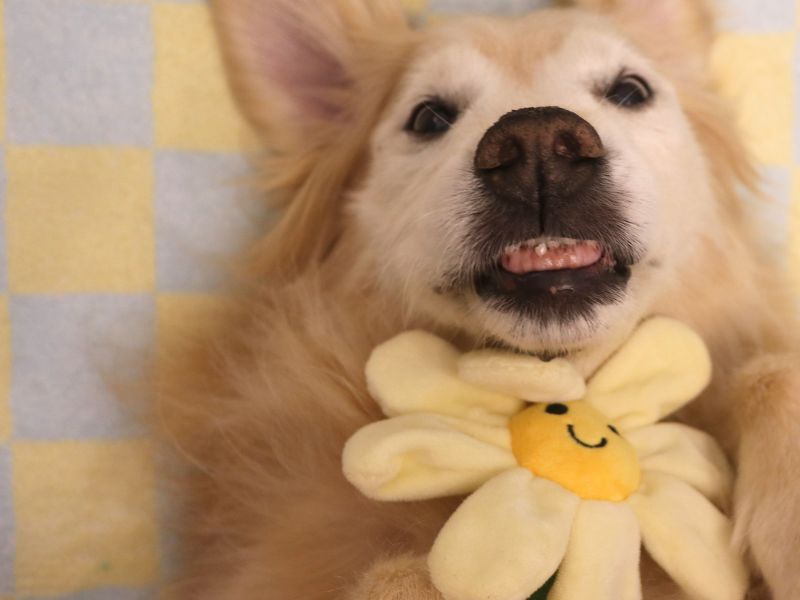 Interactive Puppy Plush Toy - Pleated Flower Rope Toy,Teething Toy Suitable for Small and Medium-sized Dogs