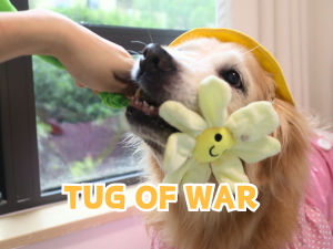 Interactive Puppy Plush Toy - Pleated Flower Rope Toy,Teething Toy Suitable for Small and Medium-sized Dogs