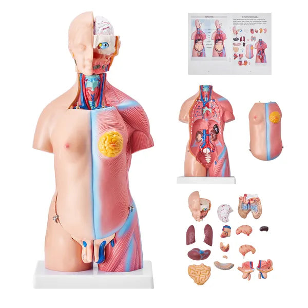 18" Kids Human Body Anatomy Model, 23-Part Removable Organs STEM Learning Model for Young Doctors & Science Education