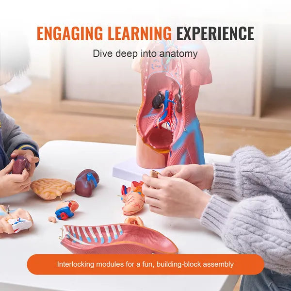 18" Kids Human Body Anatomy Model, 23-Part Removable Organs STEM Learning Model for Young Doctors & Science Education