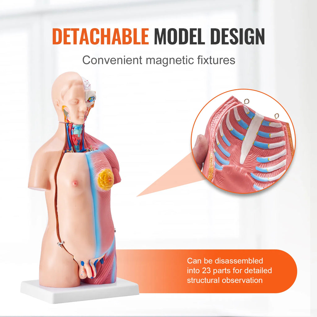 18" Kids Human Body Anatomy Model, 23-Part Removable Organs STEM Learning Model for Young Doctors & Science Education