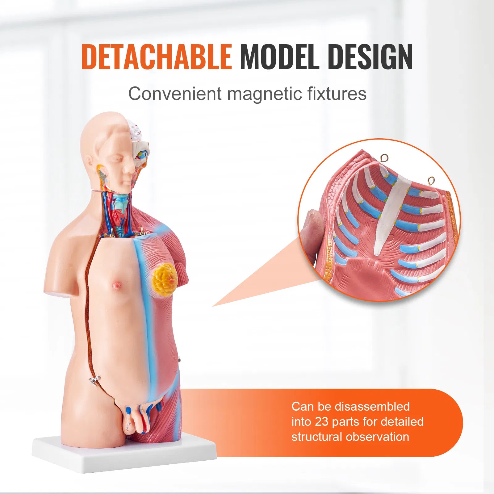 18" Kids Human Body Anatomy Model, 23-Part Removable Organs STEM Learning Model for Young Doctors & Science Education