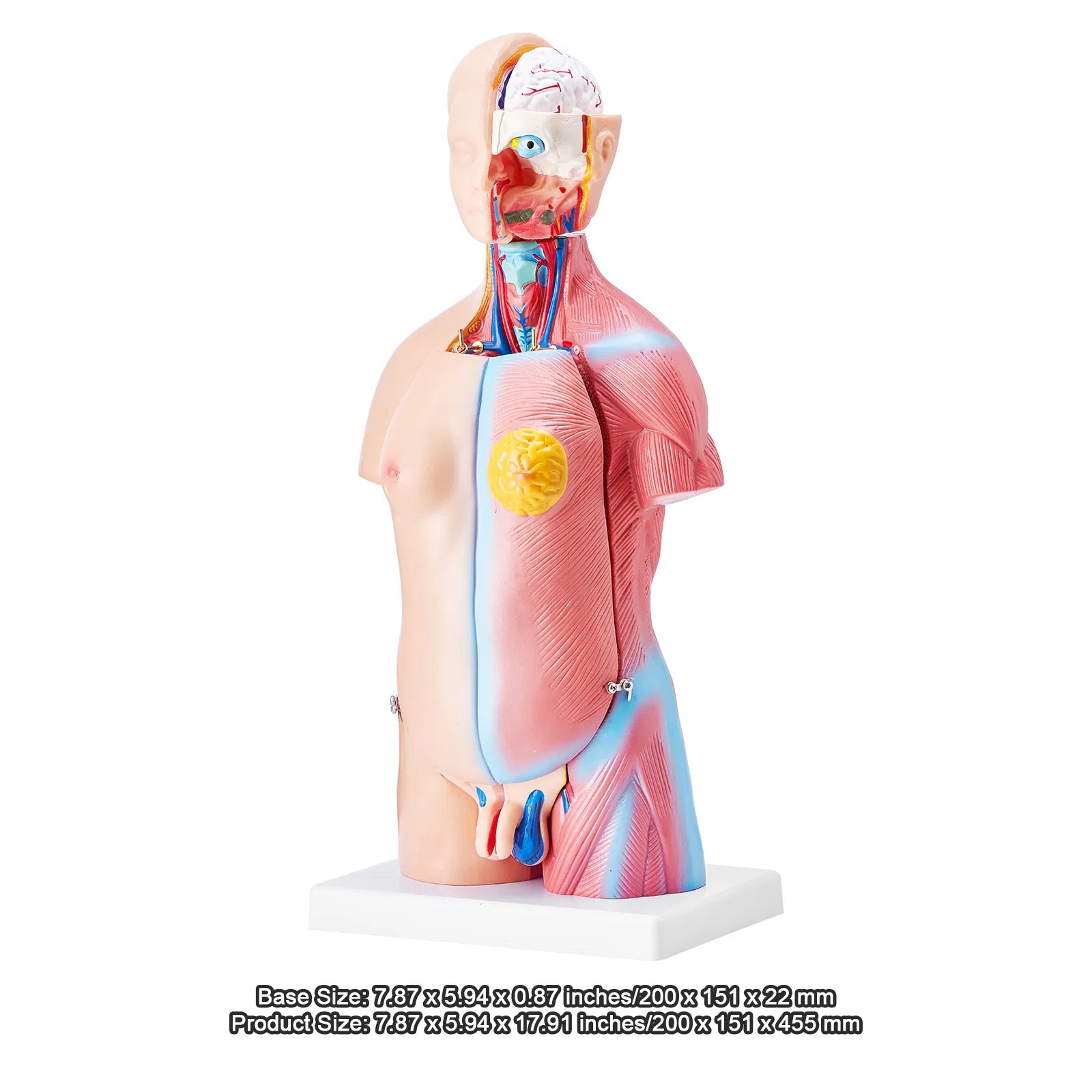 18" Kids Human Body Anatomy Model, 23-Part Removable Organs STEM Learning Model for Young Doctors & Science Education