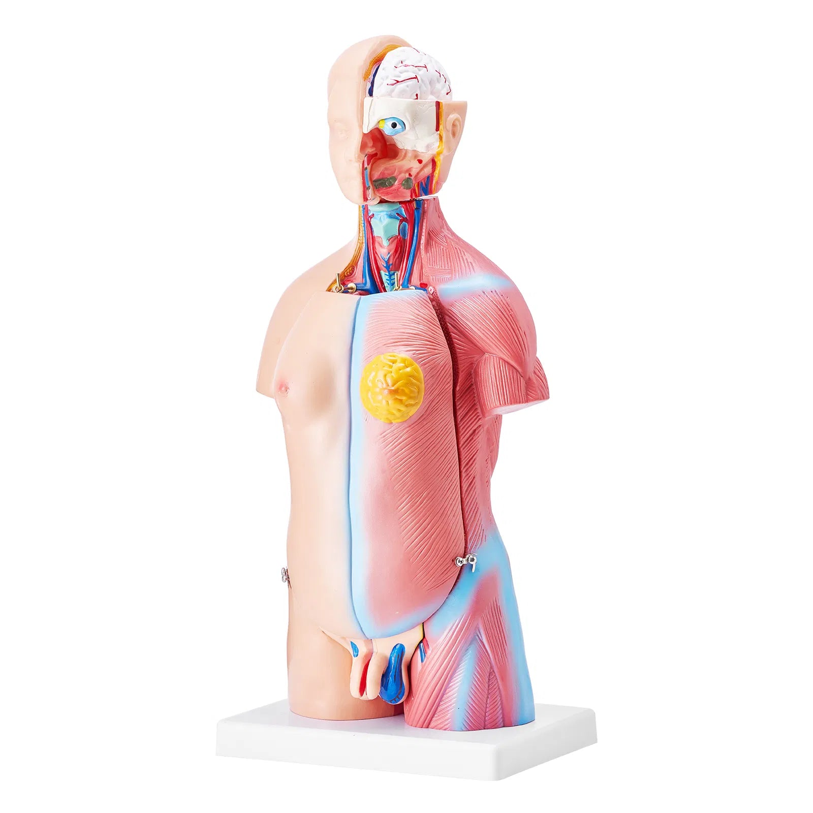18" Kids Human Body Anatomy Model, 23-Part Removable Organs STEM Learning Model for Young Doctors & Science Education