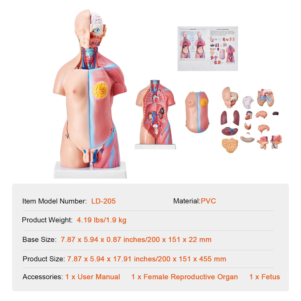 18" Kids Human Body Anatomy Model, 23-Part Removable Organs STEM Learning Model for Young Doctors & Science Education