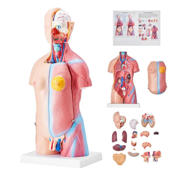 18" Kids Human Body Anatomy Model, 23-Part Removable Organs STEM Learning Model for Young Doctors & Science Education