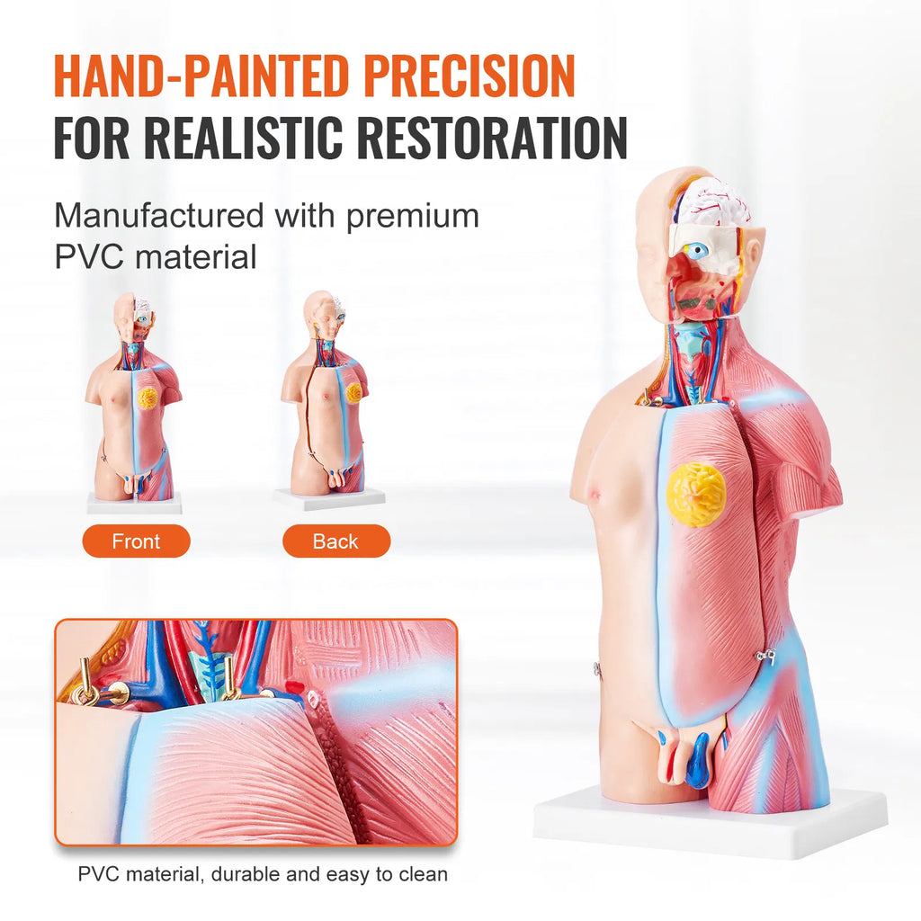 18" Kids Human Body Anatomy Model, 23-Part Removable Organs STEM Learning Model for Young Doctors & Science Education