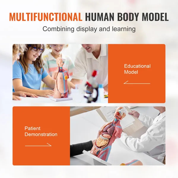 18" Kids Human Body Anatomy Model, 23-Part Removable Organs STEM Learning Model for Young Doctors & Science Education