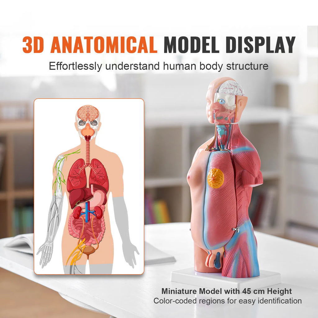 18" Kids Human Body Anatomy Model, 23-Part Removable Organs STEM Learning Model for Young Doctors & Science Education