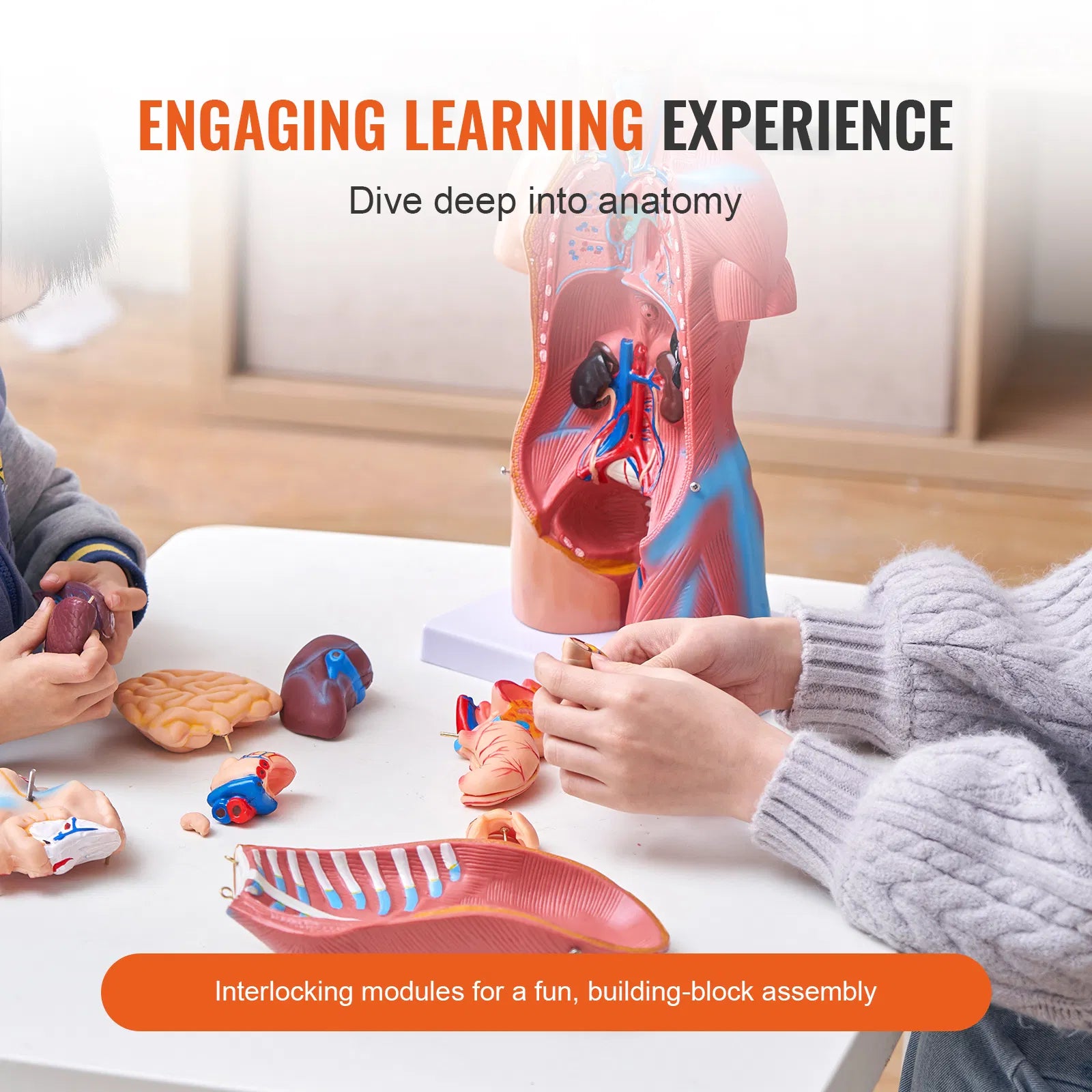 18" Kids Human Body Anatomy Model, 23-Part Removable Organs STEM Learning Model for Young Doctors & Science Education