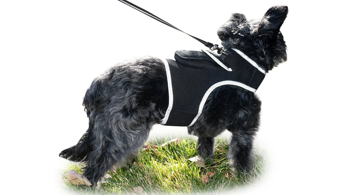 AEELLEEA Real-Time GPS Dog Tracker Harness, IP66 Waterproof, Lightweight 6 oz, Geo-Fence & Battery Alerts, Dog & Cat, Size L, Plan Required