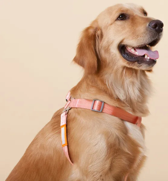 Dog Harness and Leash Set, Adjustable Nylon Walking Harness with Comfort Grip Handle, Pink